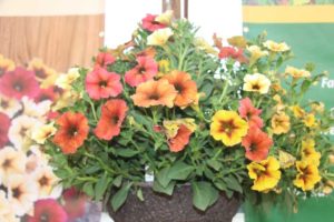 SuperCal Premium Bonfire Mix (Kientzler/Sakata Ornamentals)