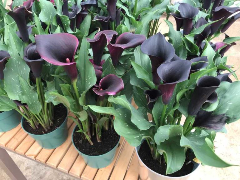 Calla 'Captain Beretta' (Kapiteyn Flower Bulbs)