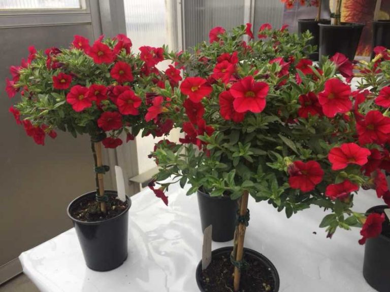 Calibrachoa Topiary: 'Caloha Classic Read Red' (Hishtil)