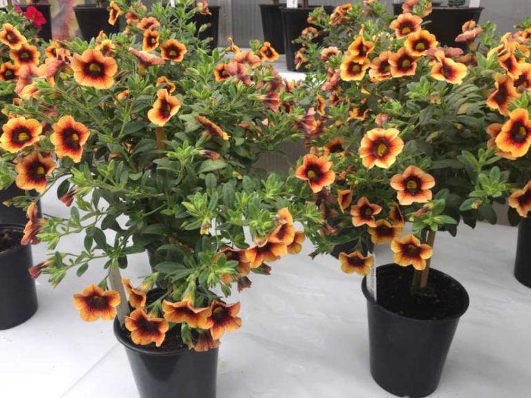 Calibrachoa Topiary: 'Caloha ClassicYellow Chocolate Ring' (Hishtil)