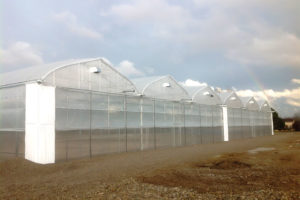 Corso's Perennials