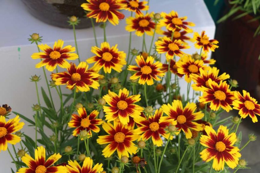 Coreopsis hyb. 'Golden Stardust' (Darwin Perennials)