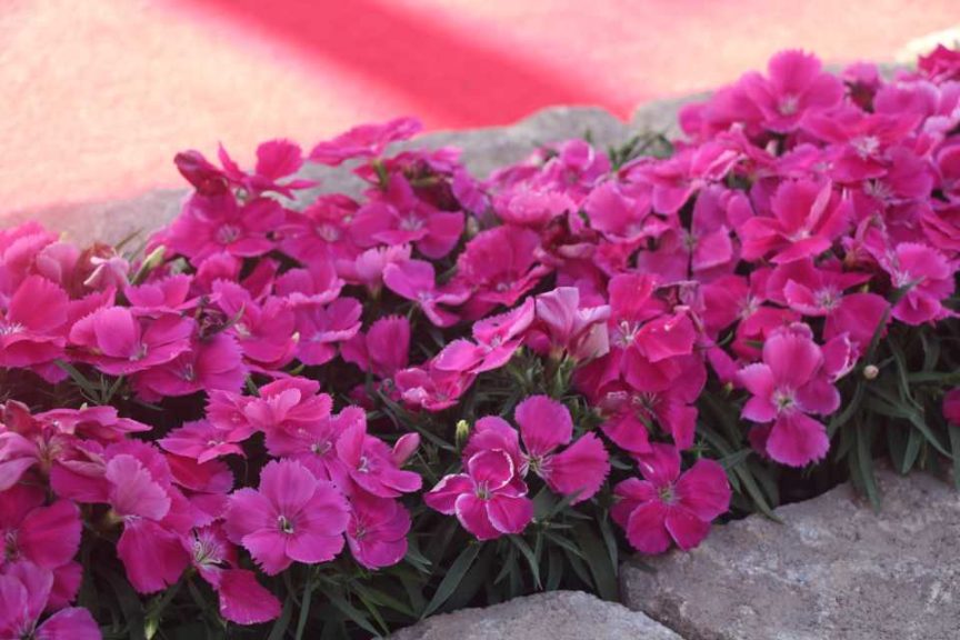 Dianthus 'Corona Rose' (PanAmerican Seed)