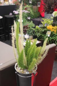 Foxtail Fern (J. Berry Nursery)