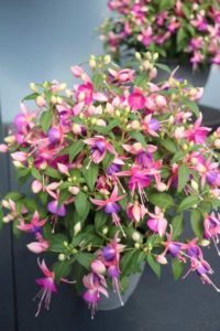 Fuchsia 'Windchimes Upright Lilac Rose' (Green Fuse Botanicals)