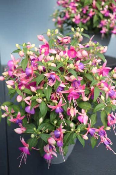 Fuchsia 'Windchimes Upright Lilac Rose' (Green Fuse Botanicals)