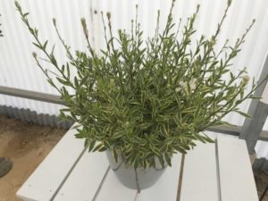 Gaura 'Silver Fountain' (Plant Haven)