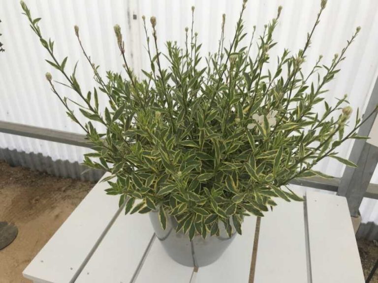 Gaura 'Silver Fountain' (Plant Haven)