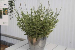 Gaura 'Silver Fountain' (PlantHaven)
