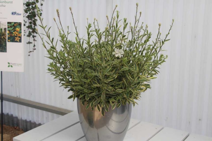 Gaura 'Silver Fountain' (PlantHaven)