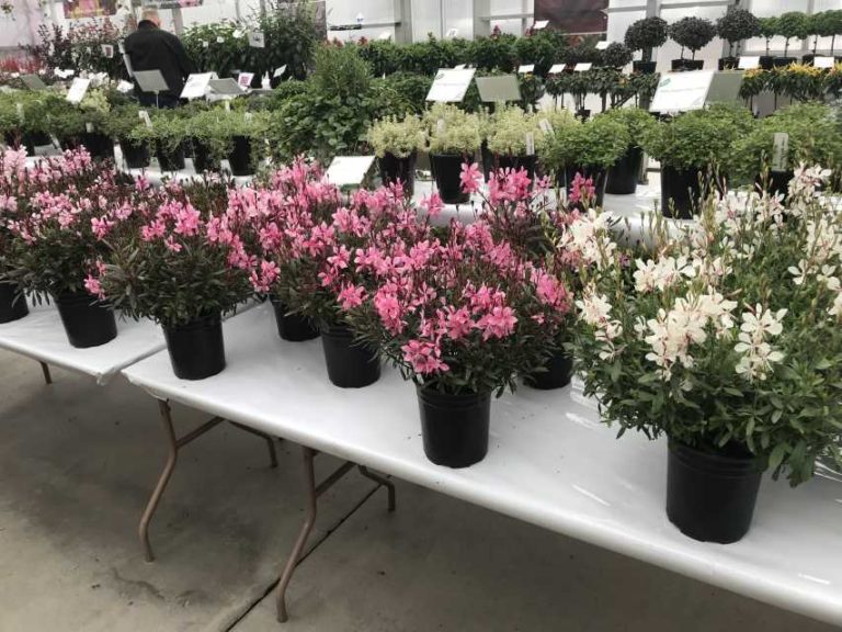 Gaura Summer Star Series
