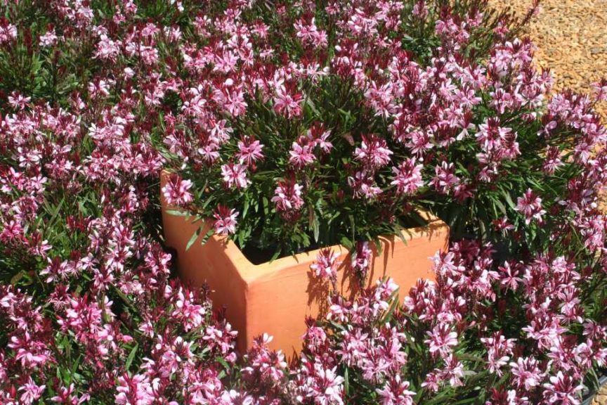 Gaura lindheimeri ‘Lillipop Supreme’ (Cultivaris)