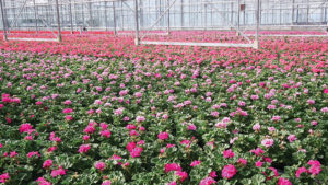 How Plant Growth Regulator Suppliers Are Continuing to Make Improvements
