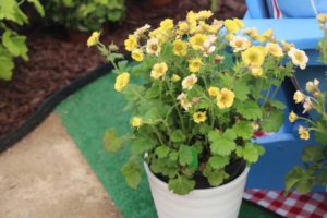 Geum 'Tempo Yellow' (Terra Nova Nurseries)