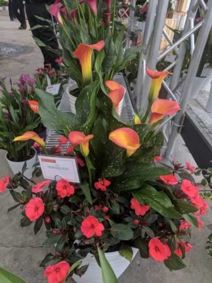 Golden State Bulb Calla Combos
