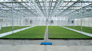 Five Keys to Accurate Greenhouse Production Costing
