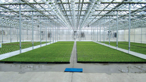 Five Keys to Accurate Greenhouse Production Costing