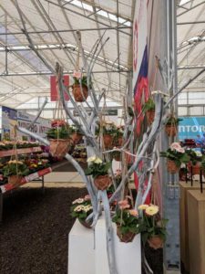 Hanging Pots of Gerberas