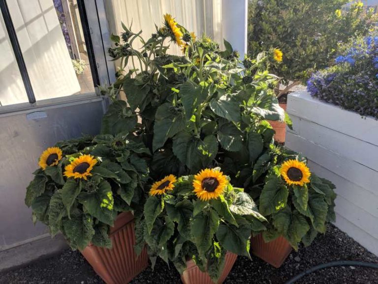 Helianthus 'Smiley' (American Takii)