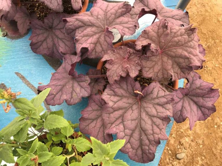 Heuchera 'Grande S Series' (Terra Nova Nurseries)