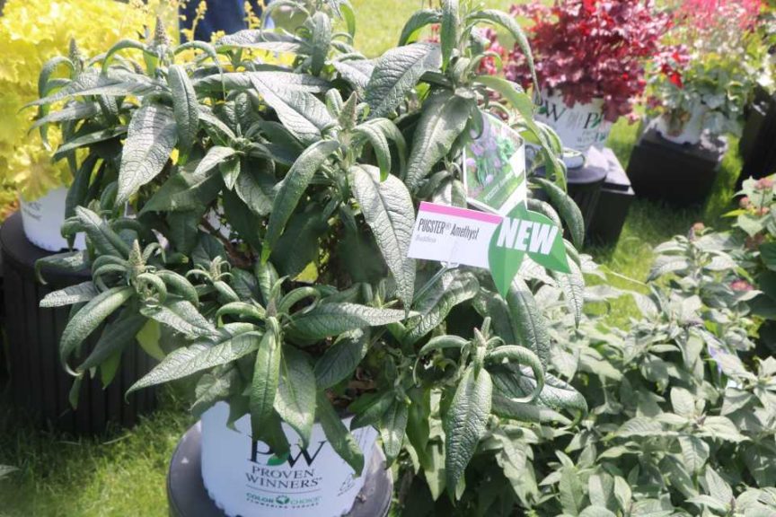 Buddleia 'Pugster' (Proven Winners)