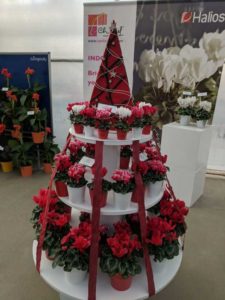 Ch. Morel Cyclamen Displays