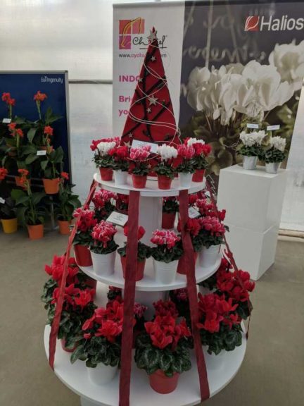 Ch. Morel Cyclamen Displays