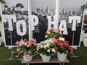 Begonia Top Hat Series