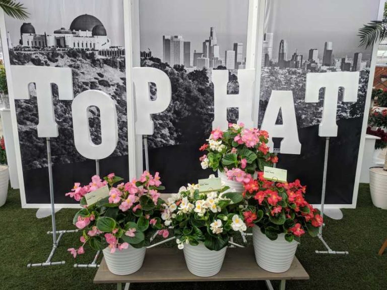 Begonia Top Hat Series