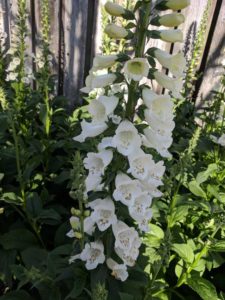 Syngenta Camelot Foxglove