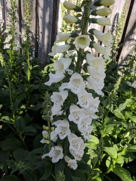 Syngenta Camelot Foxglove