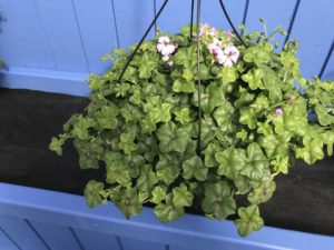Ivy Geranium Reach Out Series (Floranova)
