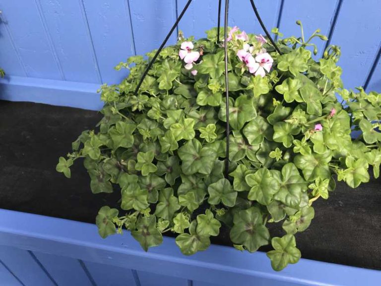 Ivy Geranium Reach Out Series (Floranova)