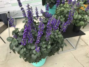 Salvia ‘Big Blue’ (PanAmerican Seed)
