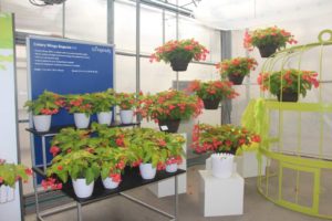 Begonia 'Canary Yellow' Display