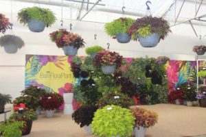 Ball FloraPlant's Foliage Wall