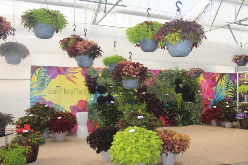 Ball FloraPlant's Foliage Wall