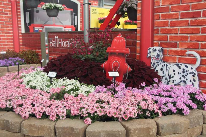Firehouse Verbena (Ball FloraPlant)