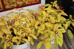Hamelia 'Lime Sizzler' (Plug Connection)