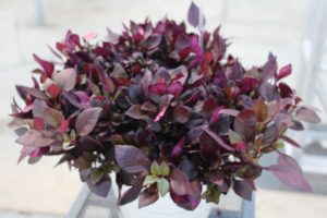 Alternanthera 'Choco Chili' (Westhoff)