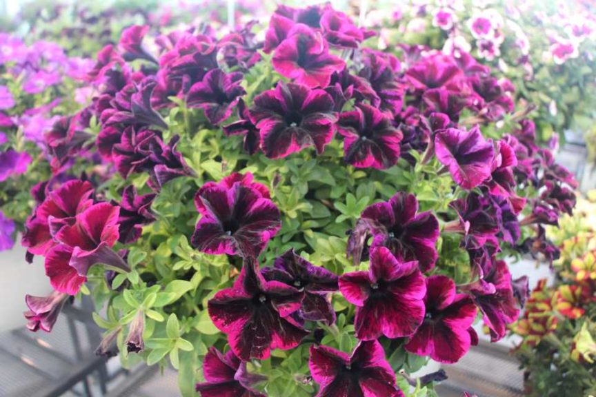 Petunia 'Cosmic Purple' (Westhoff)