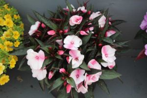 New Guinea Impatiens 'Harmony Blush' (Danziger)
