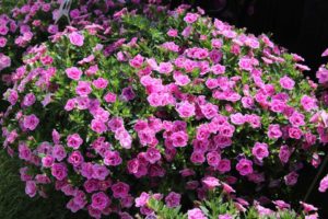 Calibrachoa 'Superbells Double Love Swept' (Proven Winners)