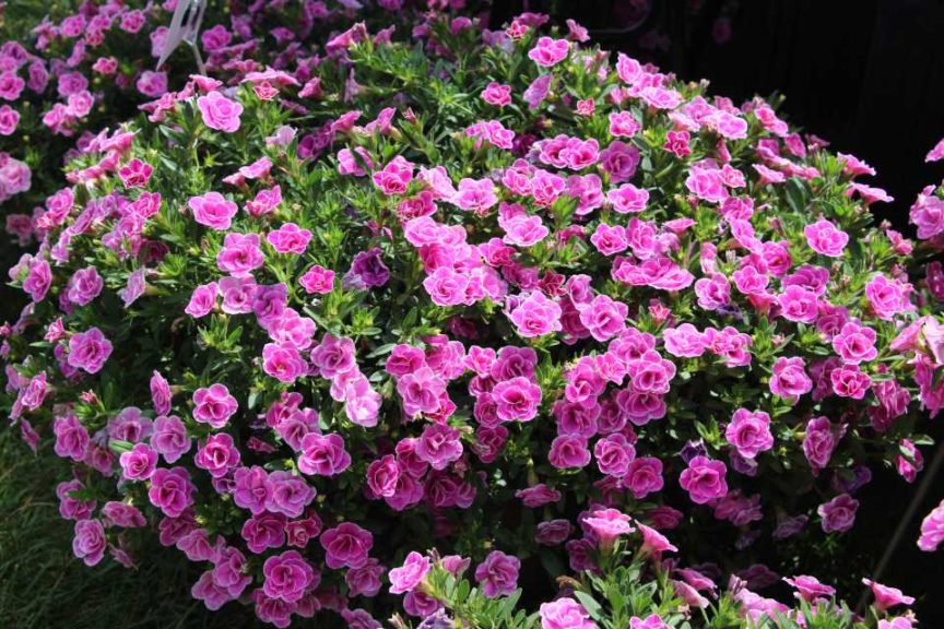 Calibrachoa 'Superbells Double Love Swept' (Proven Winners)
