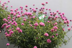 Gomphrena 'Truffula Pink' (Proven Winners)