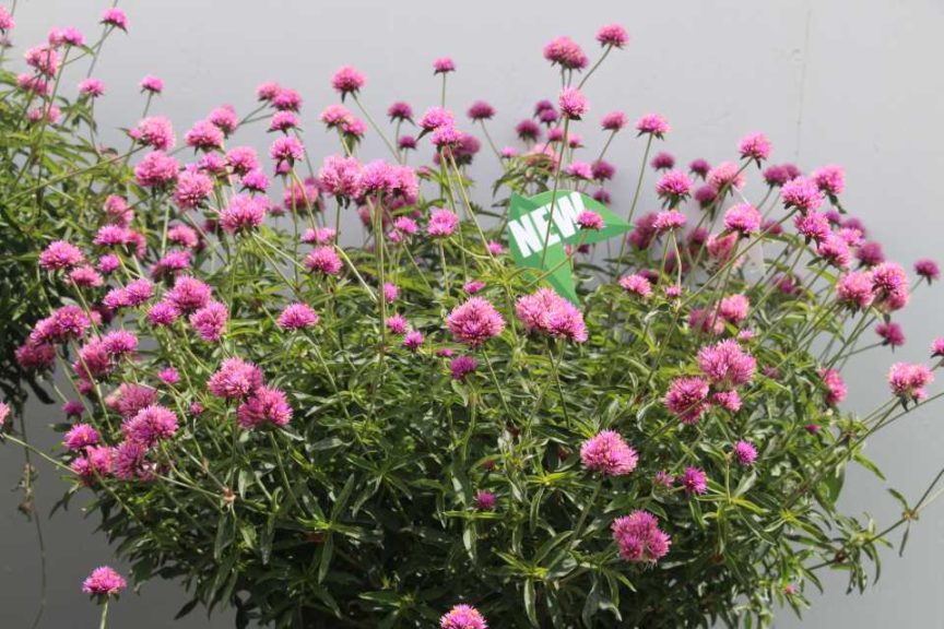 Gomphrena 'Truffula Pink' (Proven Winners)
