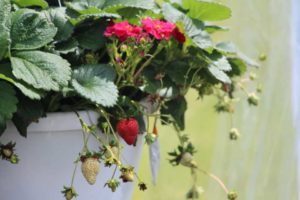 Berried Treasure Strawberry (Proven Winners)