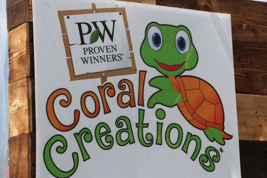 Coral Creations