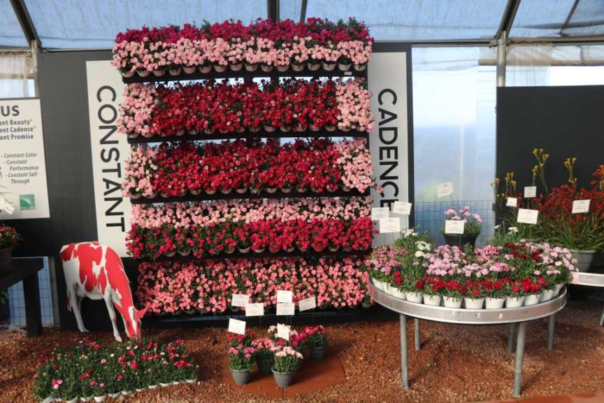 Constant Dianthus (Green Fuse Botanicals)