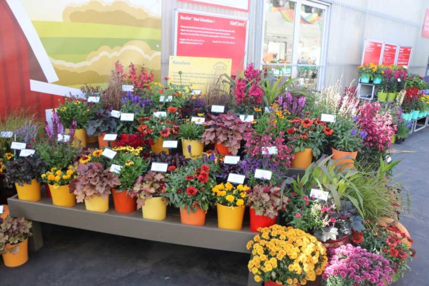 Darwin Perennials and Kieft Seed
